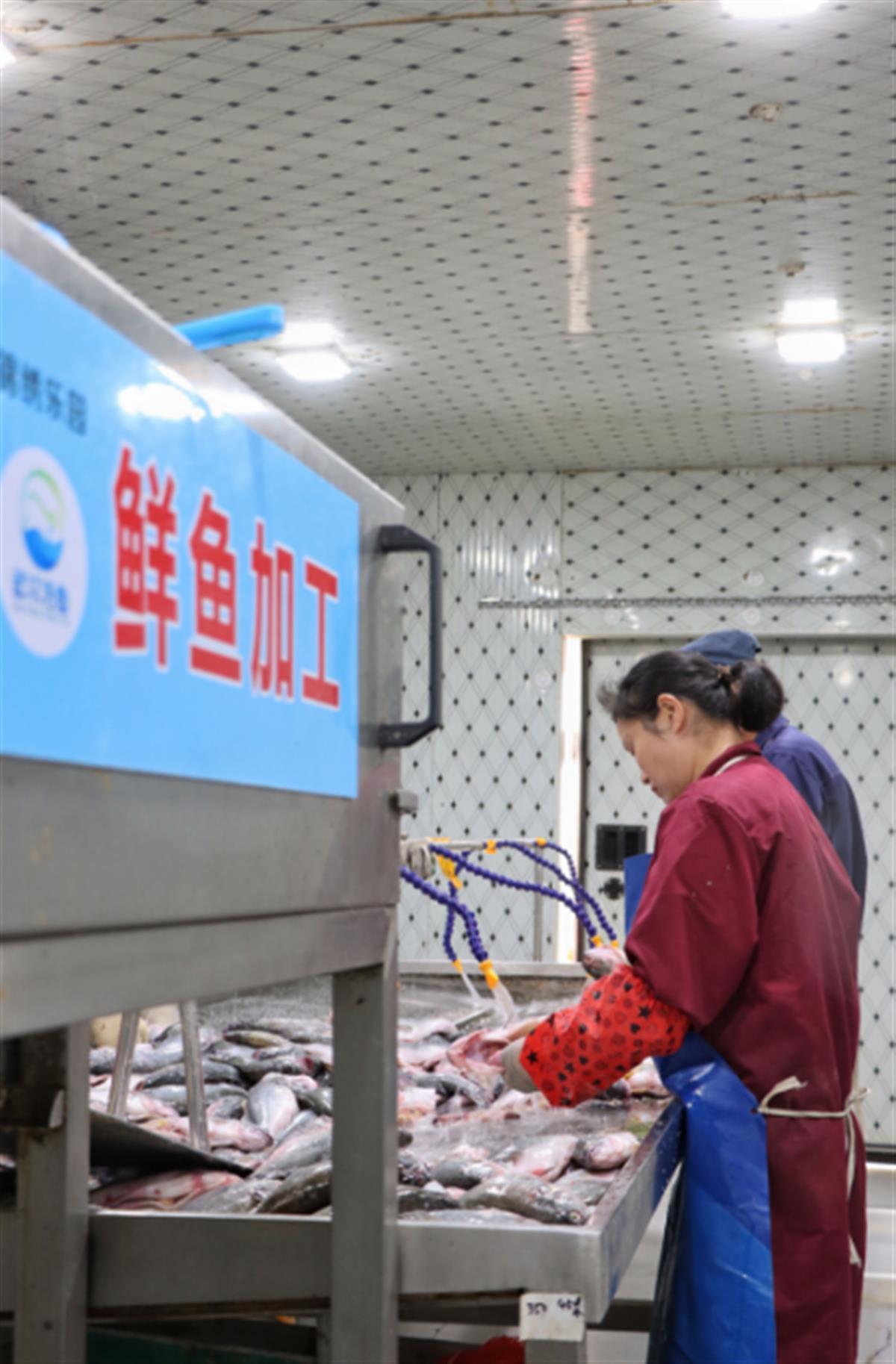 武漢東西湖有條凈魚(yú)產(chǎn)業(yè)鏈,讓武漢水產(chǎn)品走向全國(guó)人民餐桌